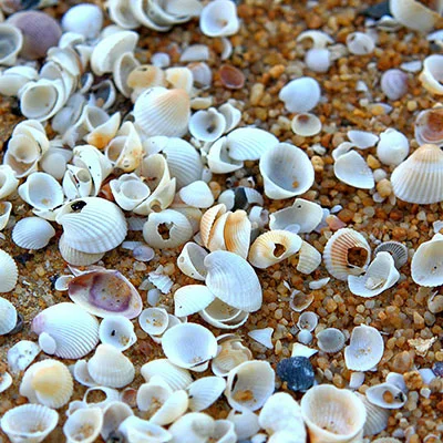 Quantumult Mac终极指南：从安装到精通的高级网络代理教程